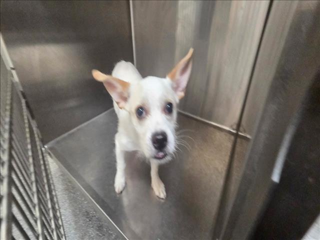 Shelter Stray Male Dog last seen , 3201 Lacy St, Los Angeles, CA 90031, USA