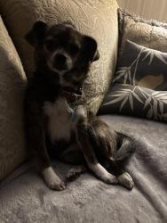 Reunited Female Dog last seen Baughman ct and jonesville, Simpsonville, SC 29681