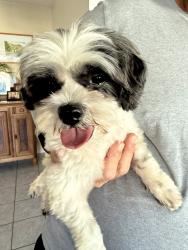 Reunited Female Dog last seen Sterns and Palo Verde, Los Angeles, CA 91352