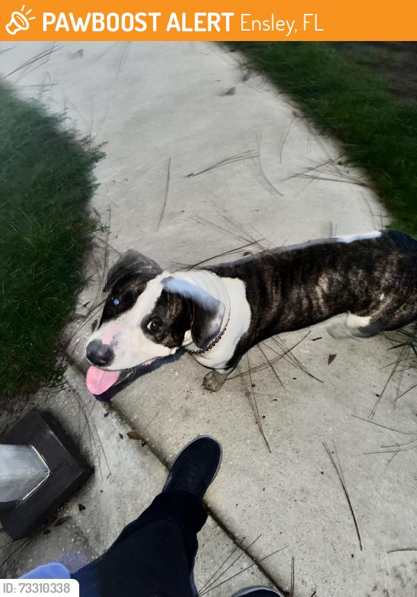 Found/Stray Male Dog last seen Cove and 9 Mile, Ensley, FL 32534