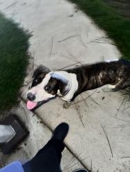 Found/Stray Male Dog last seen Cove and 9 Mile, Ensley, FL 32534