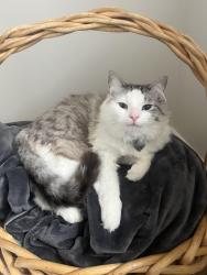 Reunited Female Cat last seen Sam morgan elementary, Kaysville, UT 84037