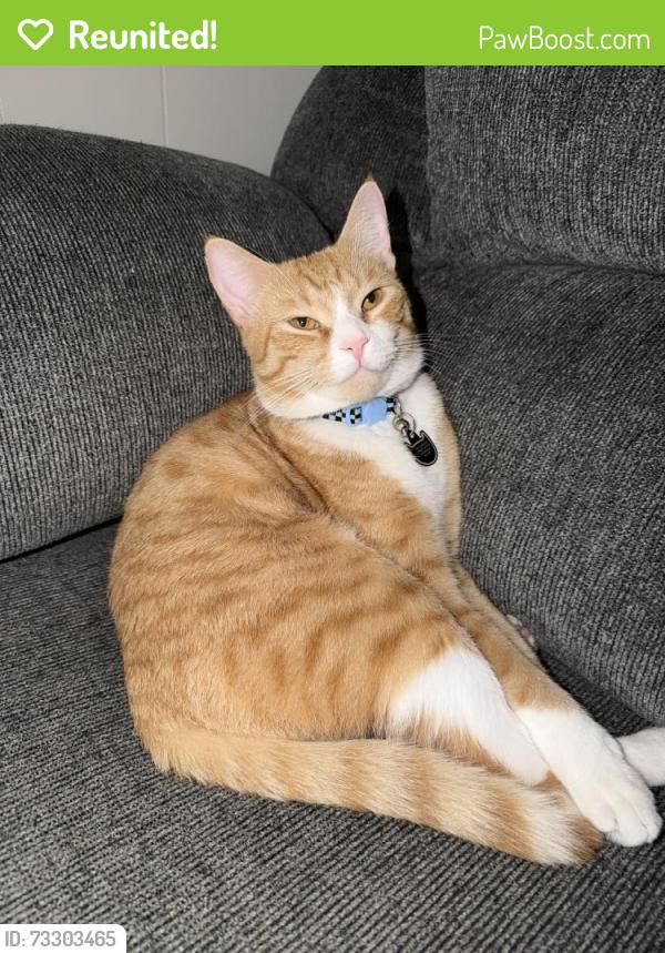 Reunited Male Cat last seen AVP Airport, Avoca, PA 18641