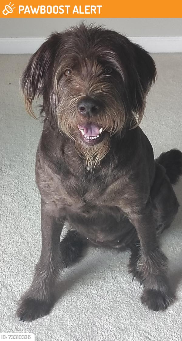 Found/Stray Female Dog last seen Intersection before you get to Woodmont High, Greenville County, SC 29673