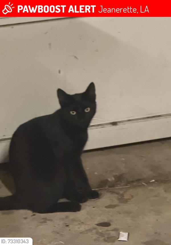Lost Male Cat last seen Metal Shark Boats, Jeanerette, LA 70544