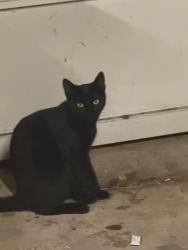 Lost Male Cat last seen Metal Shark Boats, Jeanerette, LA 70544