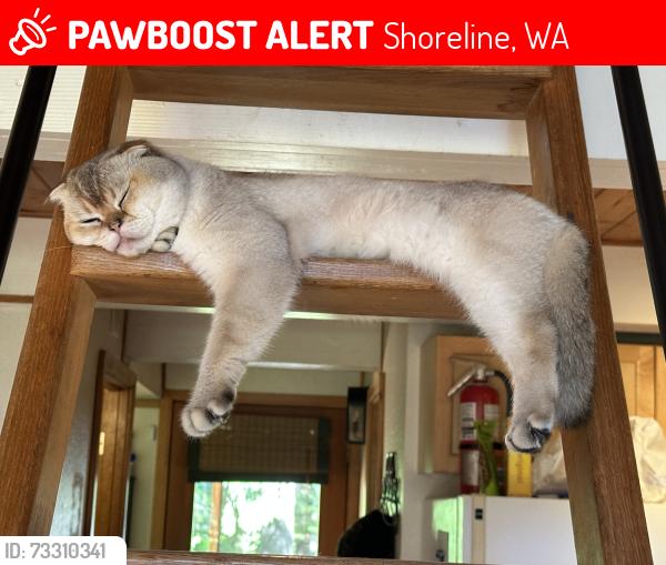 Lost Male Cat last seen Ne ballinger pl, Shoreline, WA 98155