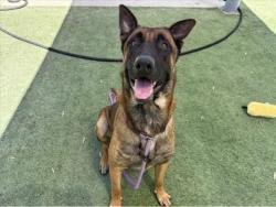 Shelter Stray Male Dog last seen , 1850 W 60th St, Los Angeles, CA 90047, USA