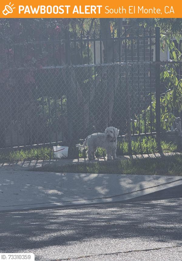 Found/Stray Male Dog last seen Parkway Dr., South El Monte, CA 91733