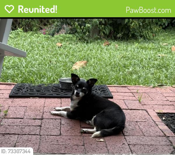 Reunited Female Dog last seen Lockwood Blvd, Oviedo, FL 32765