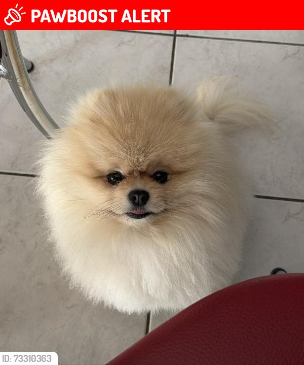 Lost Male Dog last seen 77b dyke road avenue, BN3 6DA, Brighton and Hove, England 