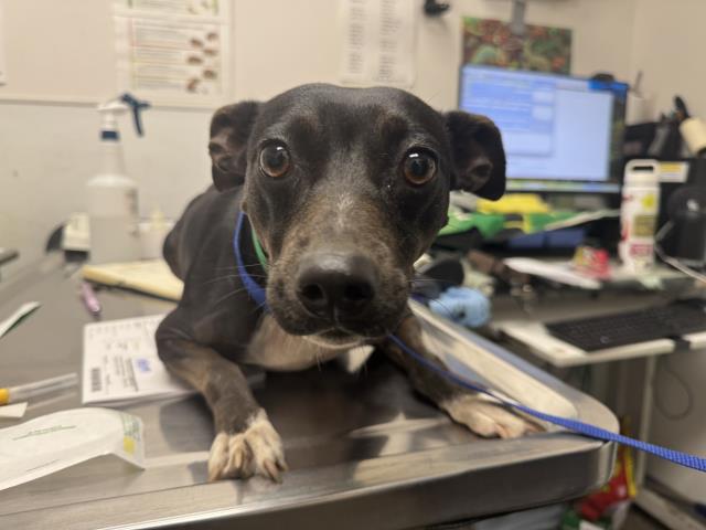 Shelter Stray Female Dog last seen , 1850 W 60th St, Los Angeles, CA 90047, USA