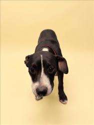 Shelter Stray Female Dog last seen , 1850 W 60th St, Los Angeles, CA 90047, USA