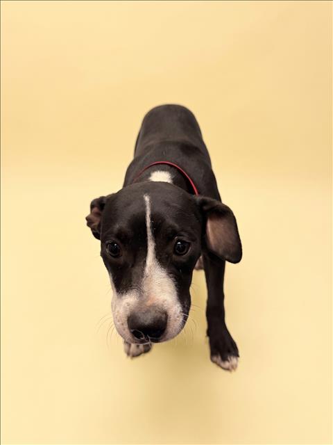 Shelter Stray Female Dog last seen , 1850 W 60th St, Los Angeles, CA 90047, USA