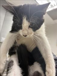 Shelter Stray Male Cat last seen , 11361 W Pico Blvd, Los Angeles, CA 90064, USA