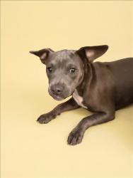 Shelter Stray Female Dog last seen , 1850 W 60th St, Los Angeles, CA 90047, USA