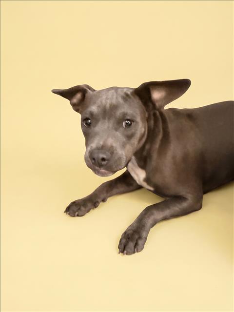 Shelter Stray Female Dog last seen , 1850 W 60th St, Los Angeles, CA 90047, USA