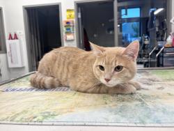 Found/Stray Male Cat last seen Newell Park, Saint Paul, MN 55104