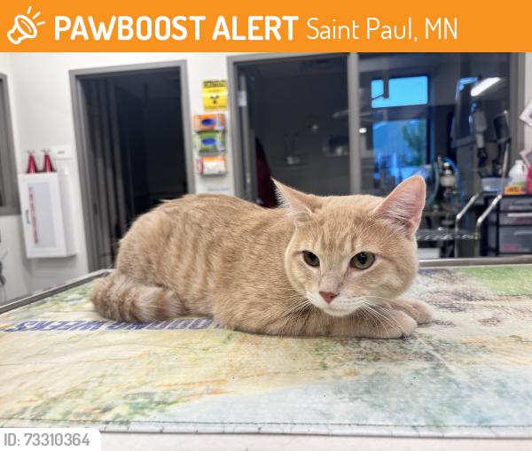 Found/Stray Male Cat last seen Newell Park, Saint Paul, MN 55104