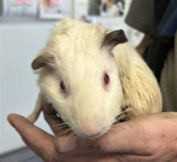 Shelter Stray Female Other last seen , 1850 W 60th St, Los Angeles, CA 90047, USA