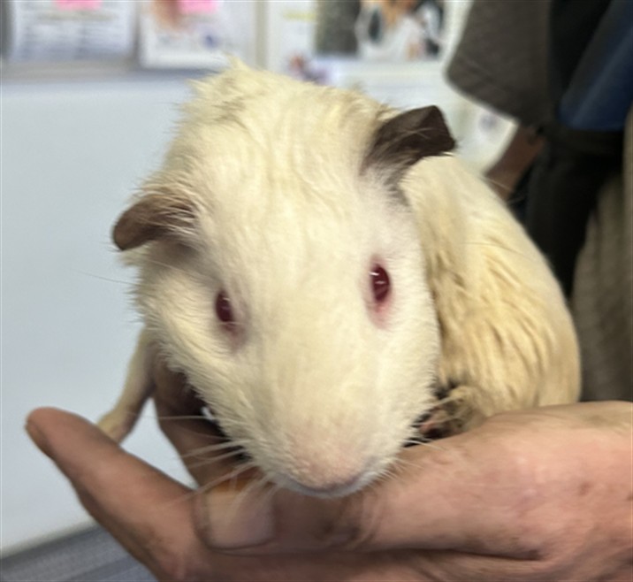 Shelter Stray Female Other last seen , 1850 W 60th St, Los Angeles, CA 90047, USA