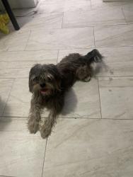 Found/Stray Male Dog last seen Near 80th and 6th, Hialeah, FL 33014