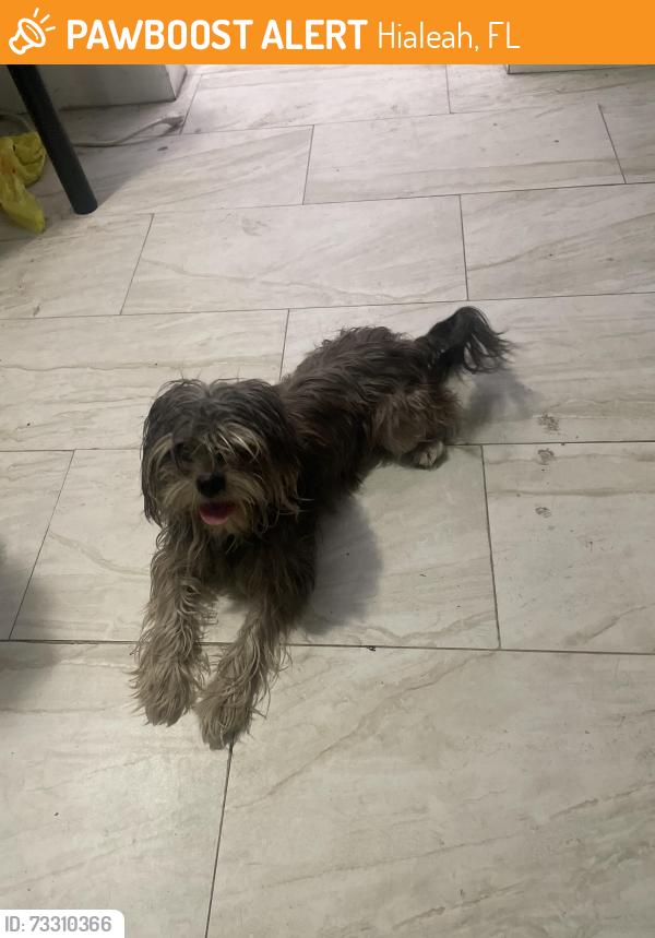 Found/Stray Male Dog last seen Near 80th and 6th, Hialeah, FL 33014