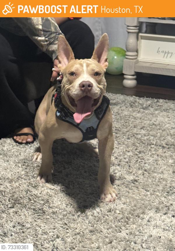 Found/Stray Unknown Dog last seen Bakers village at canyon lakes, Houston, TX 77095