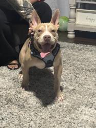 Found/Stray Unknown Dog last seen Bakers village at canyon lakes, Houston, TX 77095