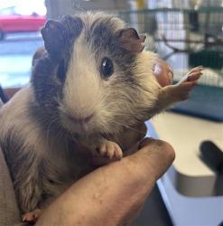 Shelter Stray Male Other last seen , 1850 W 60th St, Los Angeles, CA 90047, USA