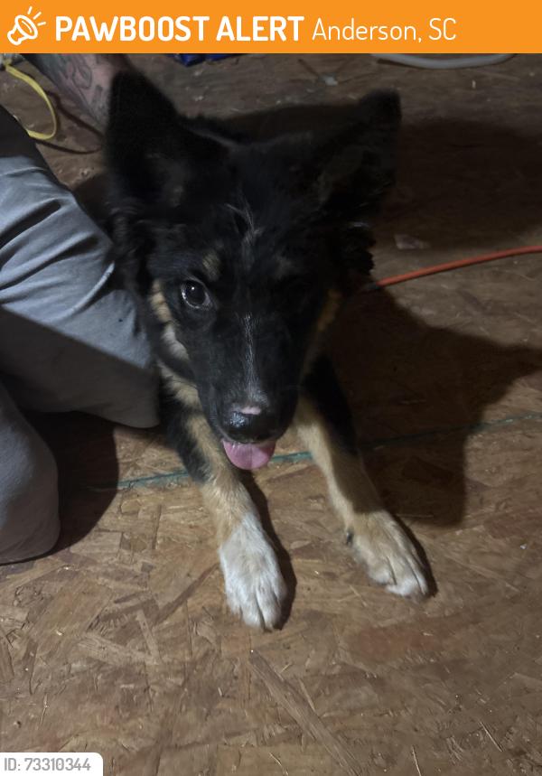 Found/Stray Male Dog last seen Near SC-24 Anderson, SC 29626 United States, Anderson, SC 29626