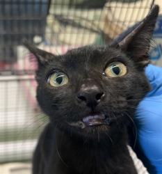Shelter Stray Female Cat last seen , 1850 W 60th St, Los Angeles, CA 90047, USA