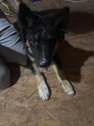 Found/Stray Male Dog last seen Near SC-24 Anderson, SC 29626 United States, Anderson, SC 29626