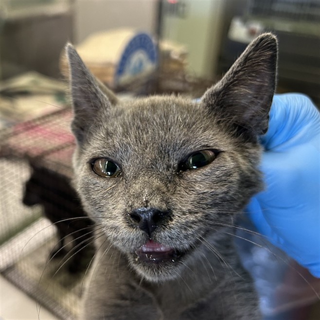 Shelter Stray Female Cat last seen , 1850 W 60th St, Los Angeles, CA 90047, USA