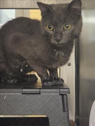 Shelter Stray Male Cat last seen Near BLOCK E ENGLISH ST, WICHITA KS 67218, 3303 N Hillside St, Wichita, KS 67219, USA