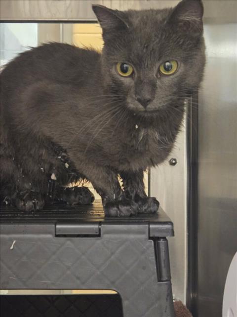 Shelter Stray Male Cat last seen Near BLOCK E ENGLISH ST, WICHITA KS 67218, 3303 N Hillside St, Wichita, KS 67219, USA