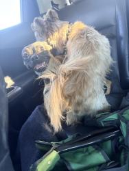 Found/Stray Unknown Dog last seen Traffic light on the corner, Tracy, CA 95376