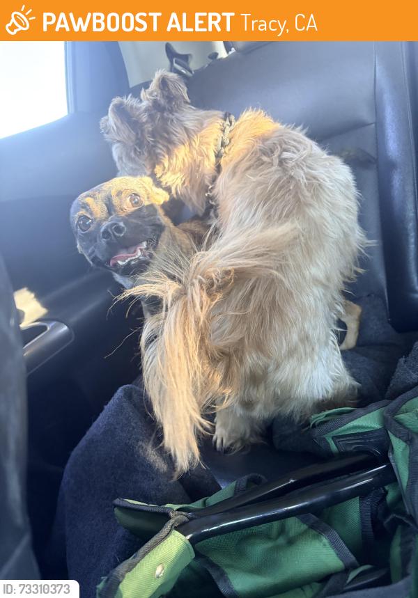 Found/Stray Unknown Dog last seen Traffic light on the corner, Tracy, CA 95376