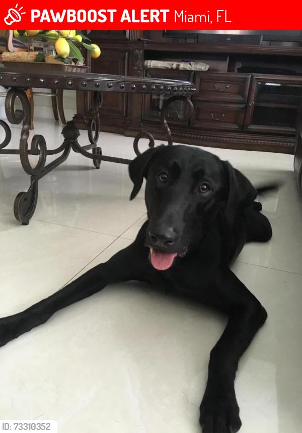 Lost Male Dog last seen Near sw 59 terr, Miami, FL 33193