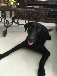 Lost Male Dog last seen Near sw 59 terr, Miami, FL 33193