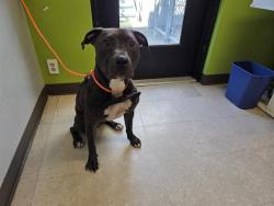 Shelter Stray Female Dog last seen Near BLOCK SE 248TH ST, KENT WA 98030, 21615 64th Ave S, Kent, WA 98032, USA
