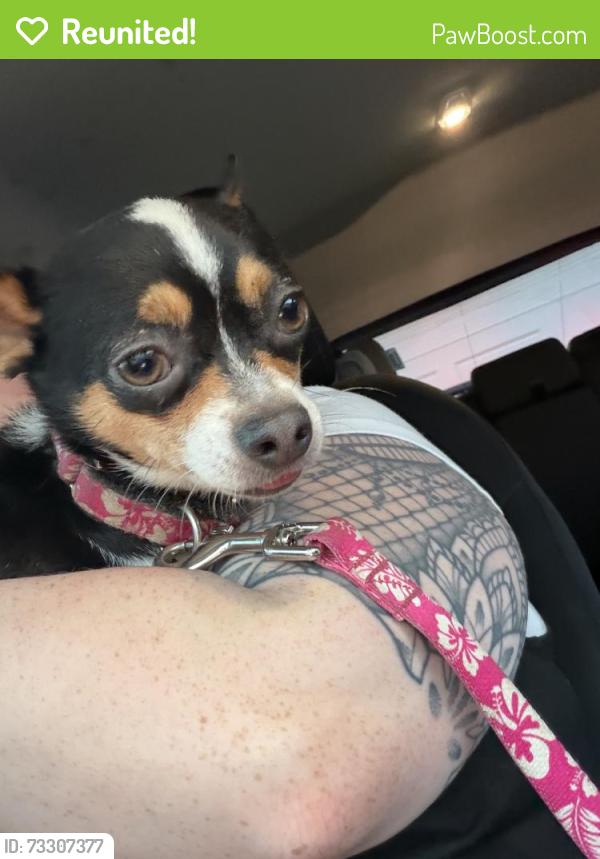 Reunited Female Dog last seen Highway 905, Longs, SC 29568