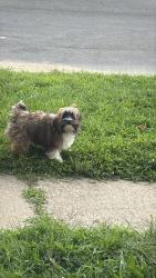 Reunited Male Dog last seen Eastman and dowey, Rochester, NY 14615