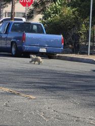 Found/Stray Unknown Dog last seen Parkway Dr., South El Monte, CA 91733