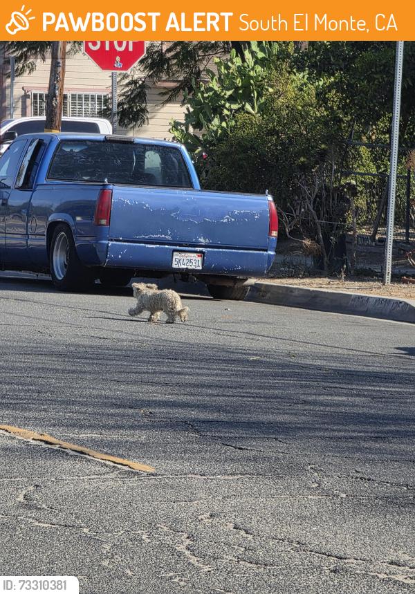 Found/Stray Unknown Dog last seen Parkway Dr., South El Monte, CA 91733
