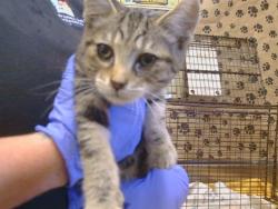Shelter Stray Male Cat last seen COOLWOODS WAY/VALLEY WOOD DR, 95828, 3839 Bradshaw Rd, Sacramento, CA 95827, USA