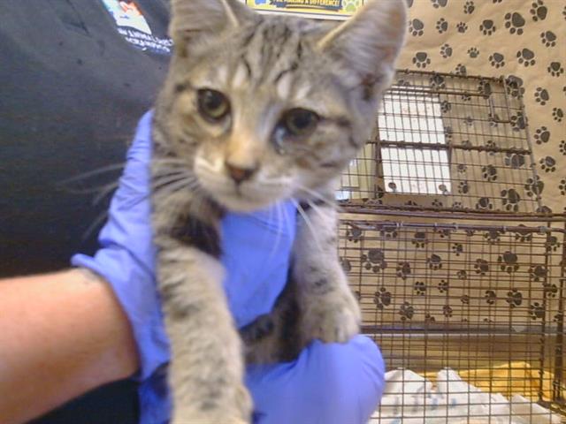 Shelter Stray Male Cat last seen COOLWOODS WAY/VALLEY WOOD DR, 95828, 3839 Bradshaw Rd, Sacramento, CA 95827, USA