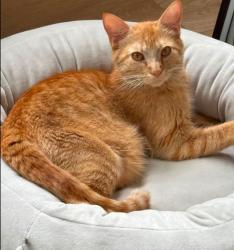 Reunited Female Cat last seen University of alberta farm, Edmonton, AB T6H 3S4