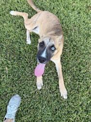 Reunited Male Dog last seen Hollytree Dr, Tyler, TX 75703