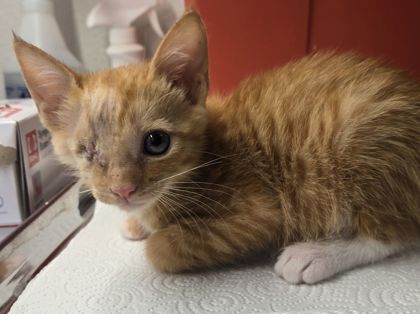 Shelter Stray Female Cat last seen S Quince and Caruthers, Caruthers Zone Fresno CO 1B 93609, CA, 1510 W Dan Ronquillo Dr, Fresno, CA 93706, USA